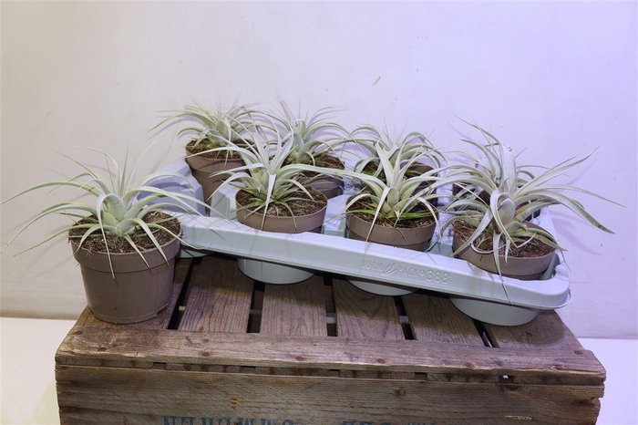 <h4>Tillandsia Xerograph</h4>