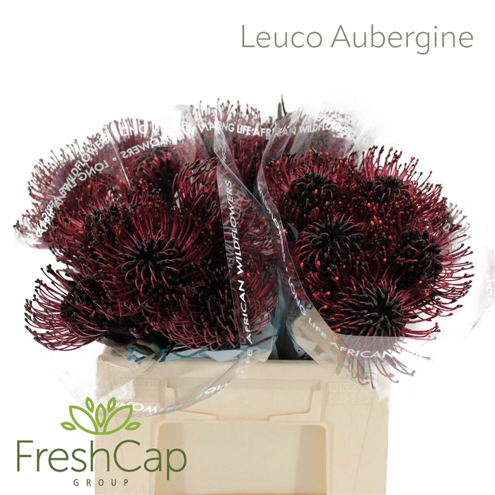 Leuco (klbh) Aubergine