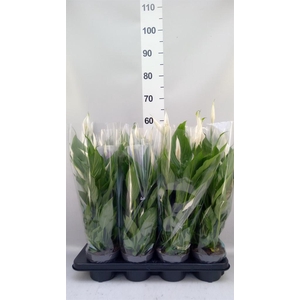 Spathiphyllum  'Strauss'