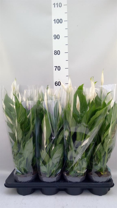 <h4>Spathiphyllum  'Strauss'</h4>