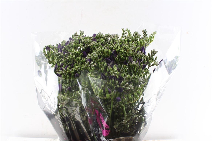 <h4>Fr Du Blue Bayou</h4>