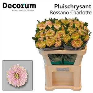 CHR G ROSSANO CHARLOTTE