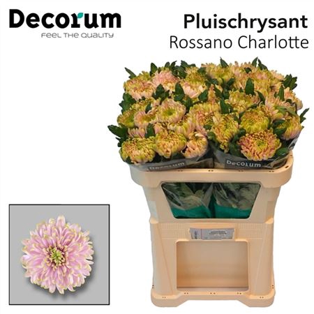 CHR G ROSSANO CHARLOTTE