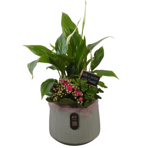 <h4>PTIB5176 Arrangementen kamerplanten</h4>