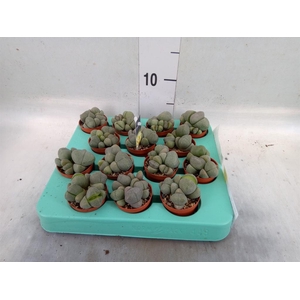 Lithops sp.