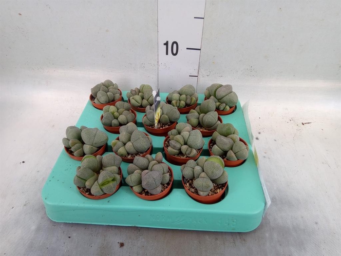 <h4>Lithops sp.</h4>