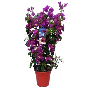 Bougainvillea Alexandra