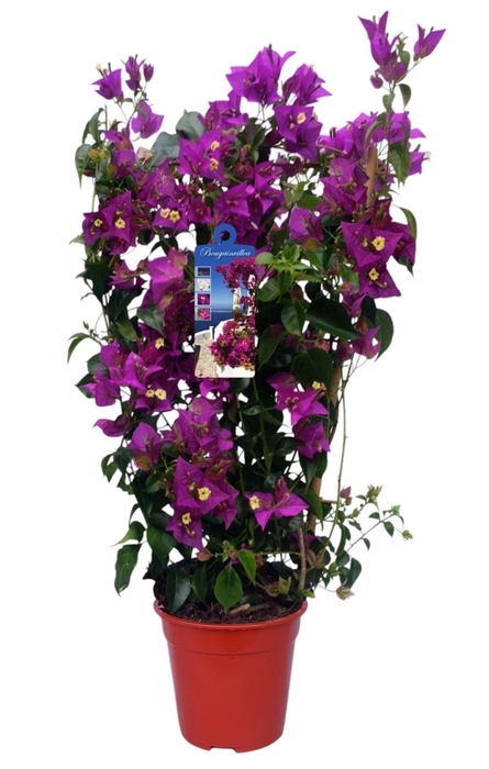 <h4>Bougainvillea Alexandra</h4>