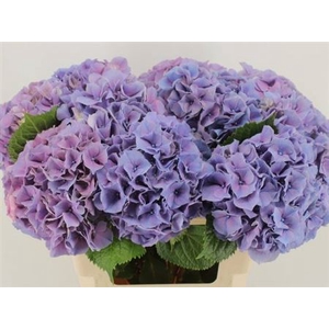 Hydr M Ch Cassanova Lavendel