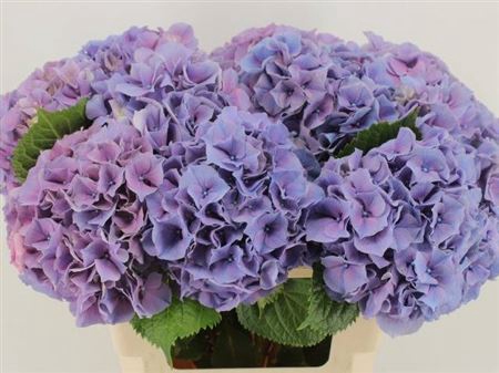 <h4>Hydr M Ch Cassanova Lavendel</h4>
