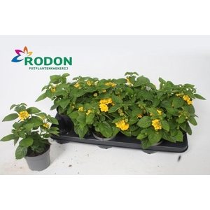 !! PROMO !! LANTANA LEMON YELLOW