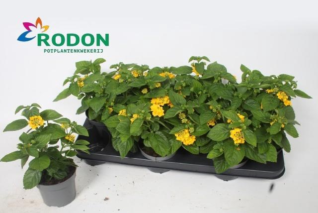 <h4>!! PROMO !! LANTANA LEMON YELLOW</h4>