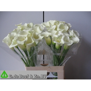 ZANT WHITE FLIRT