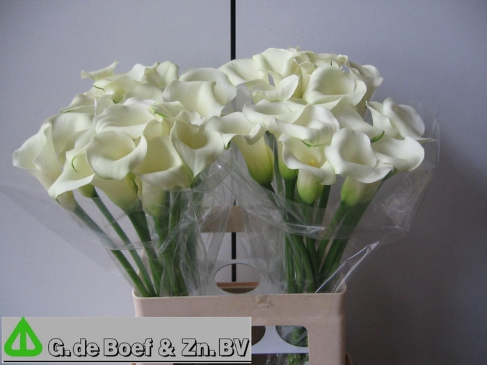 <h4>ZANT WHITE FLIRT</h4>