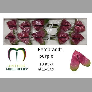 ANTH A REMBR PURPLE