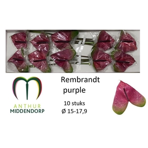 ANTH A REMBR PURPLE