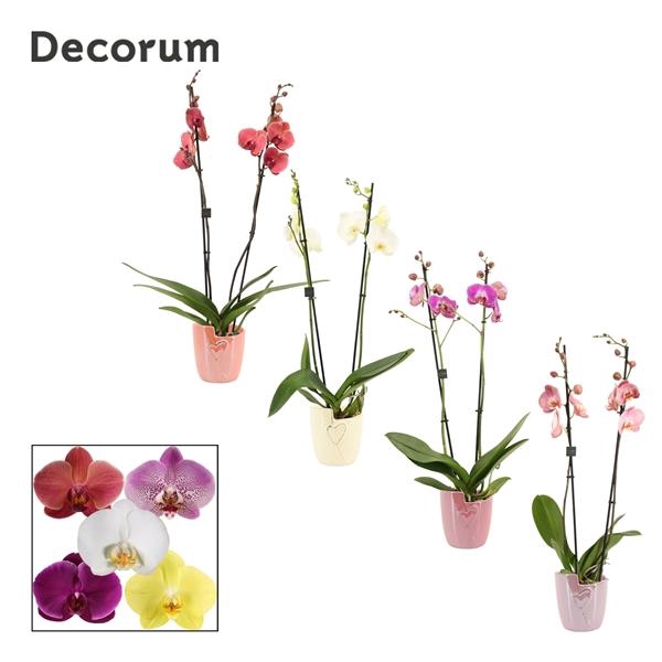 <h4>Phalaenopsis gemengd</h4>