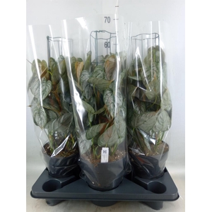 Philodendron brandtianum