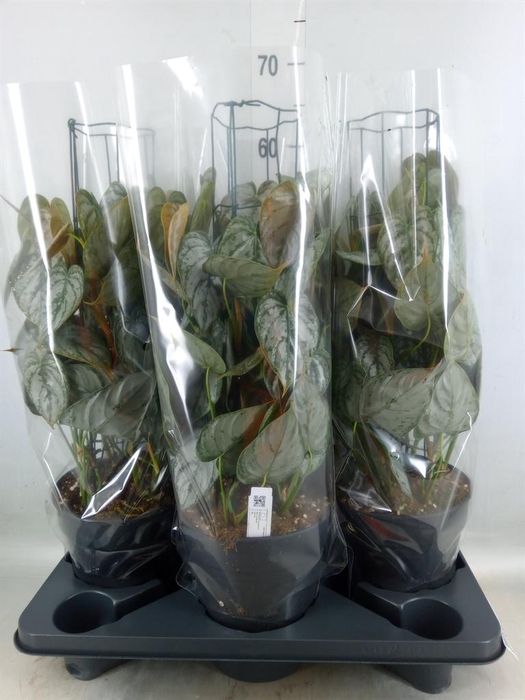 <h4>Philodendron brandtianum</h4>