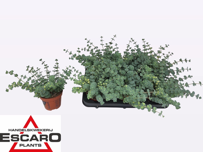 <h4>SEDUM SI MEDIOVARIEG</h4>