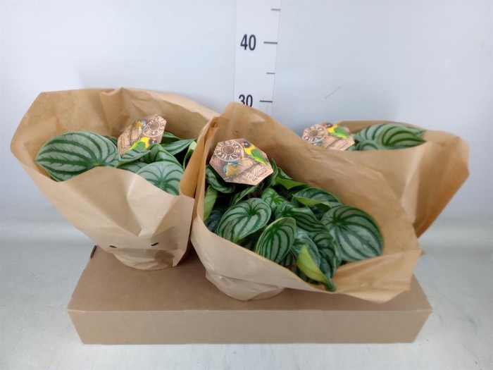 <h4>Peperomia argyreia</h4>