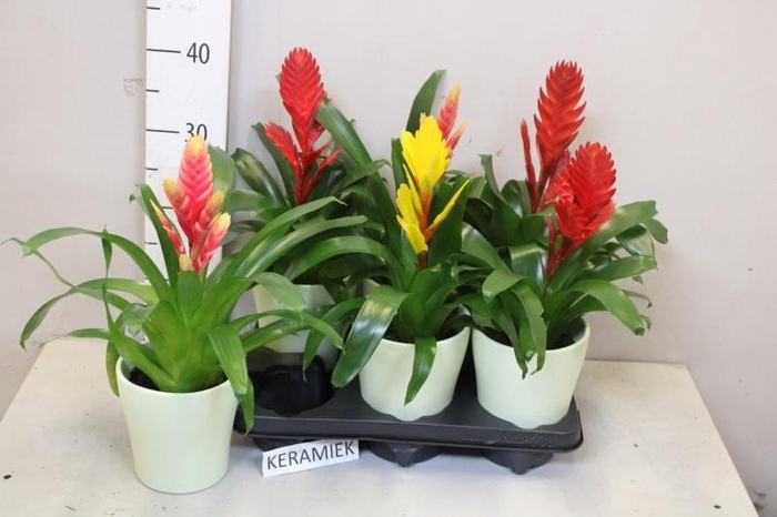 <h4>VRIES GEM 6 SRT</h4>