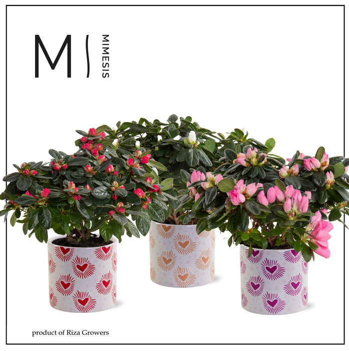 <h4>Azalea Mix - 13 cm in Nine - Bubblicious</h4>