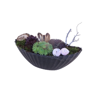 Arr.  Sempervivum L%