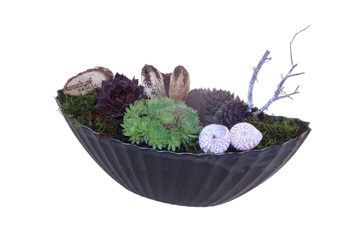 <h4>Arr. Sempervivum L%</h4>