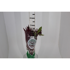 AMARANTHUS D. VINHO 060 CM VINHO