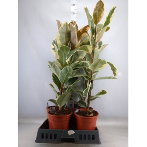 Ficus elastica 'Tineke'