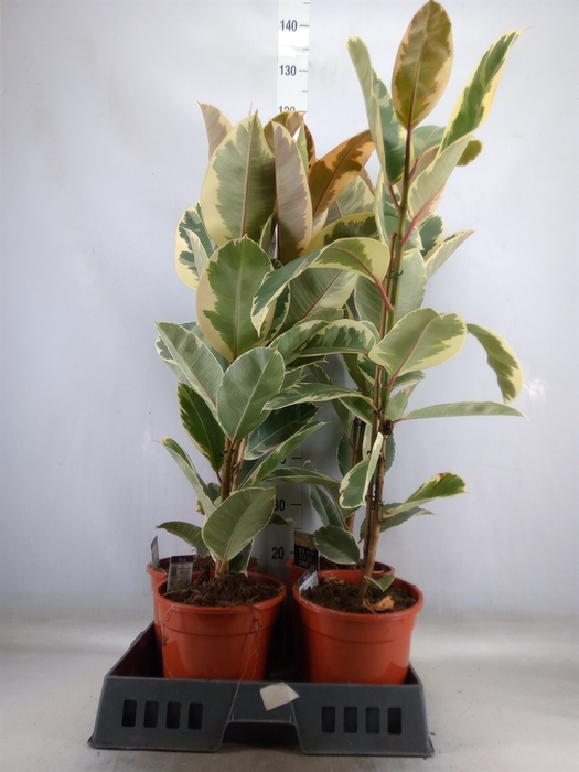 <h4>Ficus elastica 'Tineke'</h4>
