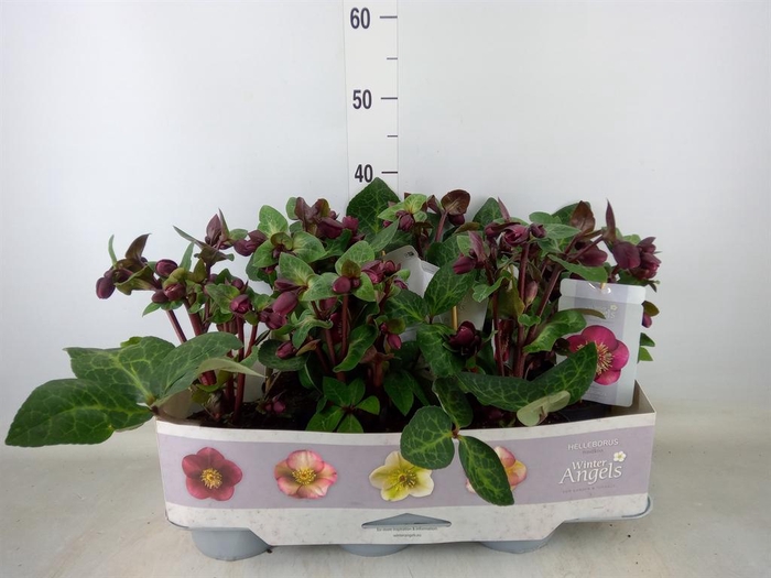 <h4>Helleborus 'Fkiss Vibey Velve'</h4>