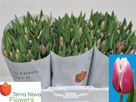 <h4>Tu En Kamaliya</h4>