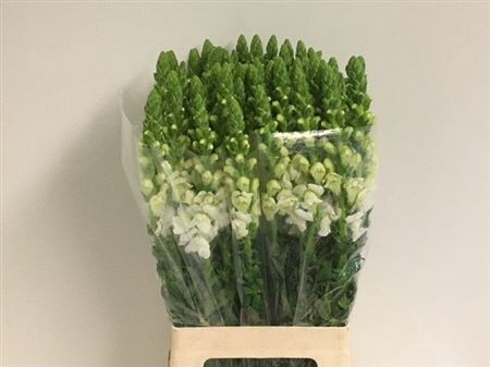 <h4>Antir Poto White</h4>