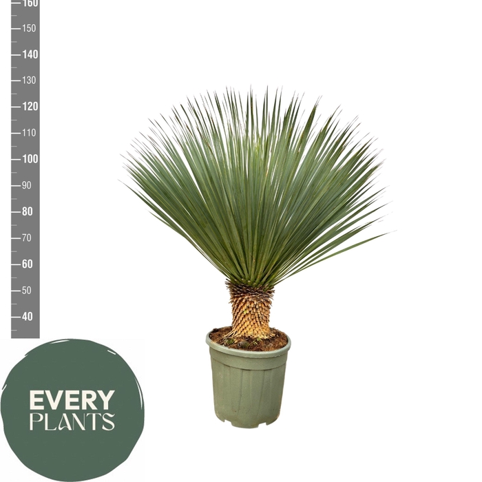 <h4>YUC ROSTRATA</h4>