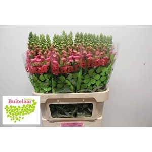 Antir Potomac Pink Buitelaar