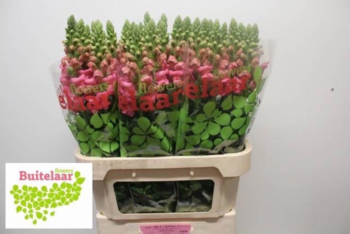 <h4>Antir Potomac Pink Buitelaar</h4>