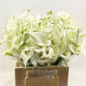 Zant Crystal Blush White