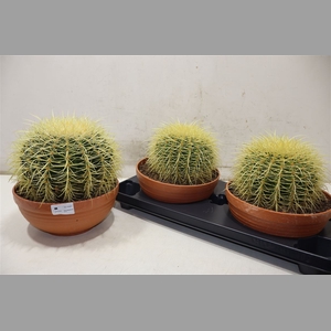 Cactus Ov