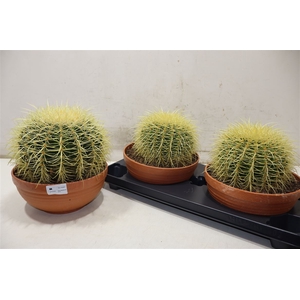 arr8 Cactus Ov