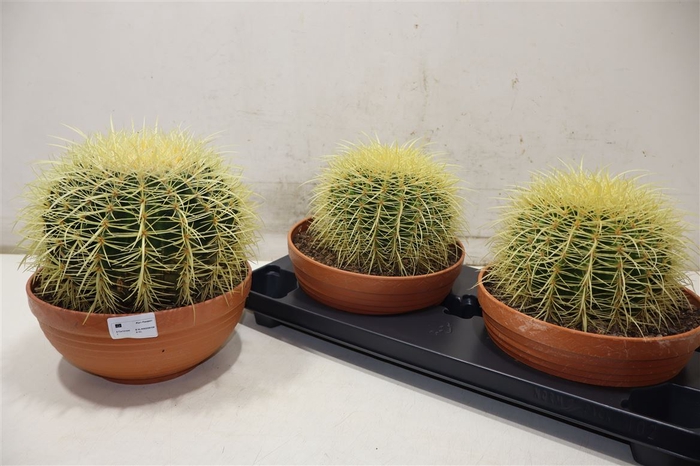 <h4>arr8 Cactus Ov</h4>