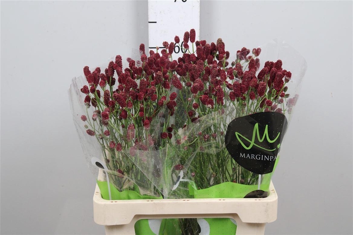 <h4>Sang Of Red Dream</h4>