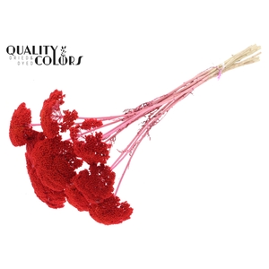 Achillea small per stem Coral