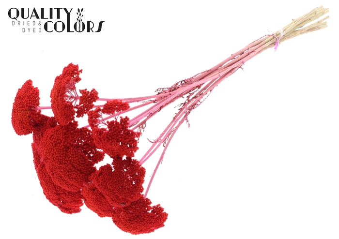 Achillea per stem Coral