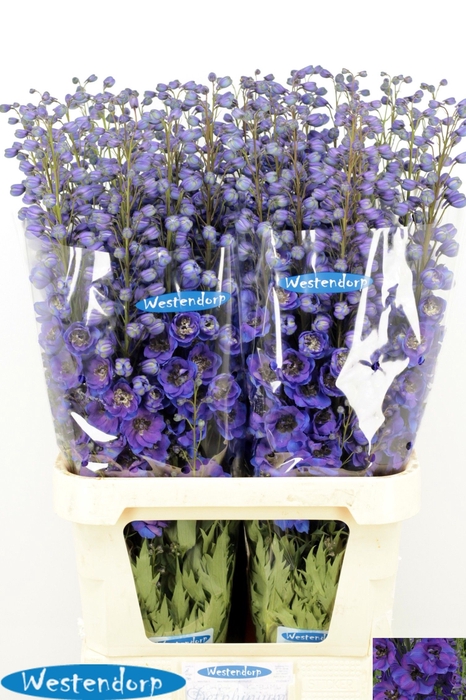 <h4>DELPH DU KI FL BLUE</h4>