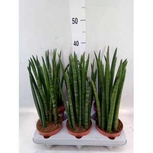 Sansevieria   ...