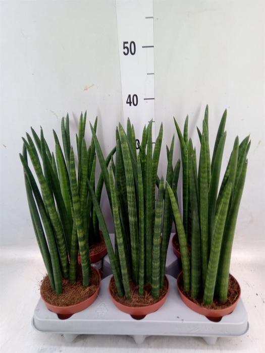 <h4>Sansevieria   ...</h4>