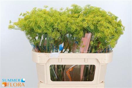 <h4>ANET GRAVEOLENS</h4>