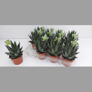 ALOE TIKI TAHI